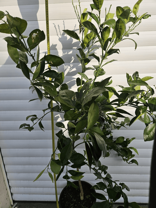 Satsuma Okitsu 10L C35
