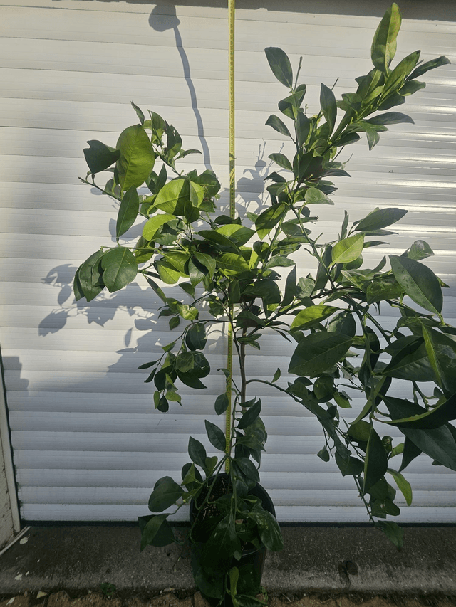Satsuma Okitsu 10L C35